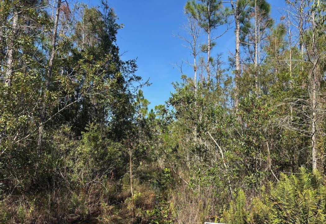 0 Holopaw Groves Road, Floride 34772, États-Unis