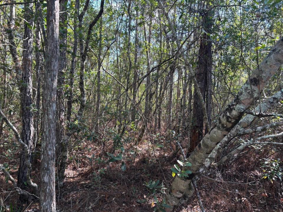 0 Holopaw Groves Road, Florida 34772, Stati Uniti