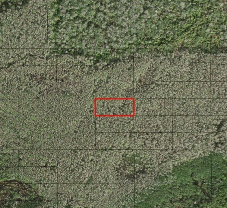 0 Holopaw Groves Road, Floride 34772, États-Unis