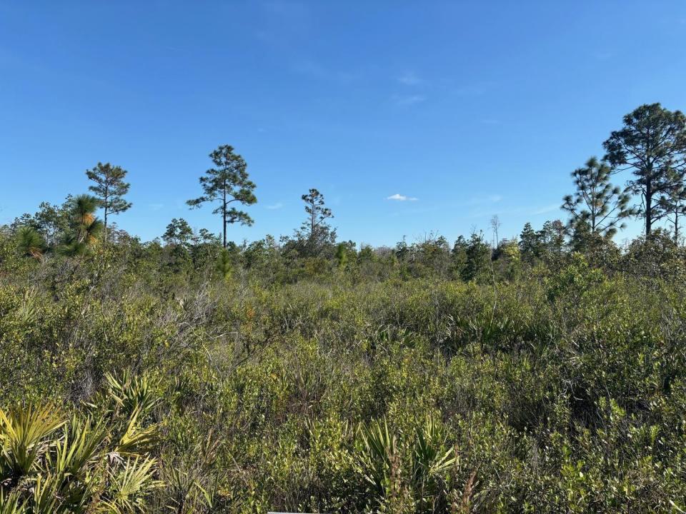 0 Holopaw Groves Road, Florida 34772, Stati Uniti