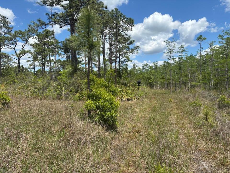 0 Holopaw Groves Road, Floride 34772, États-Unis