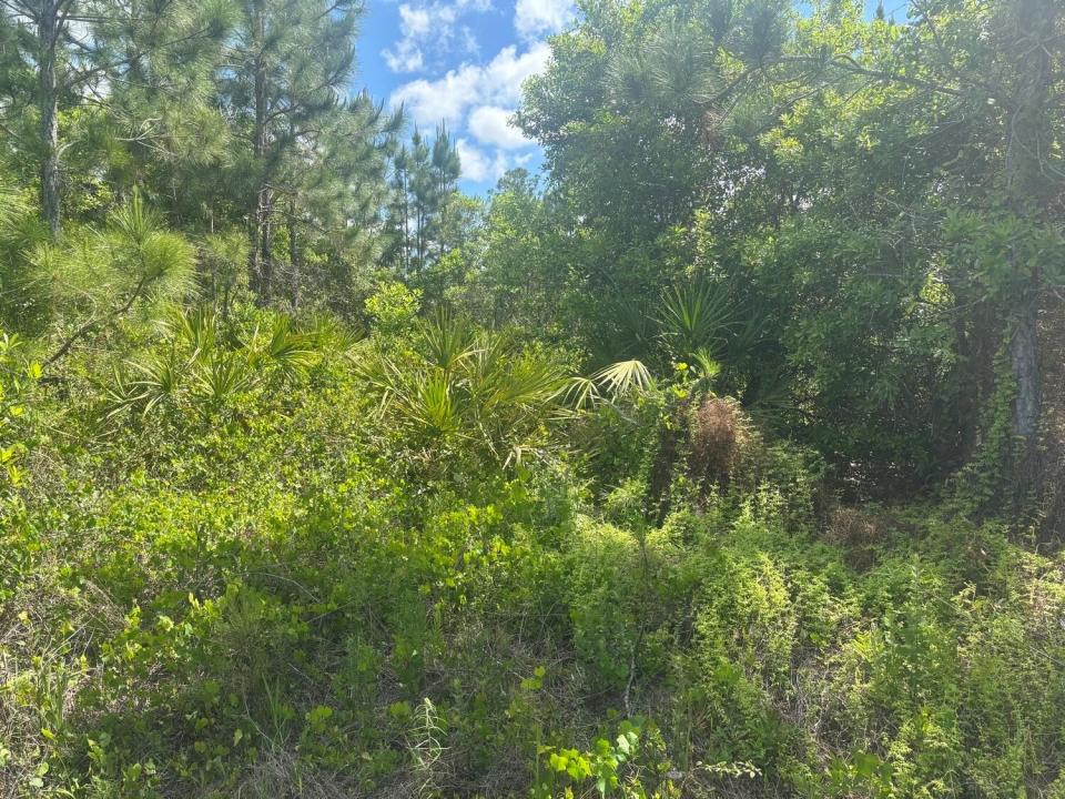 0 Holopaw Groves Road, Floryda 34772, USA
