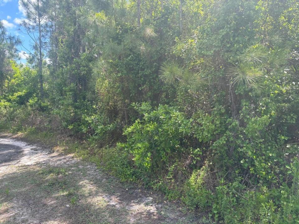 0 Holopaw Groves Road, Florida 34772, Stati Uniti