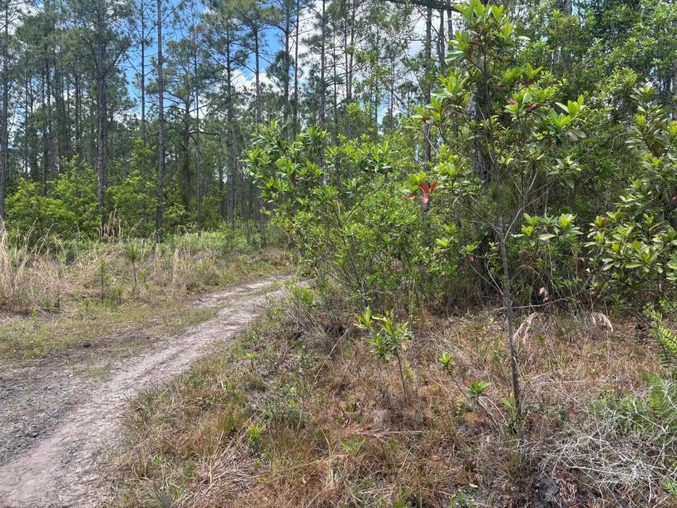 0 Holopaw Groves Road, Florida 34772, Stati Uniti