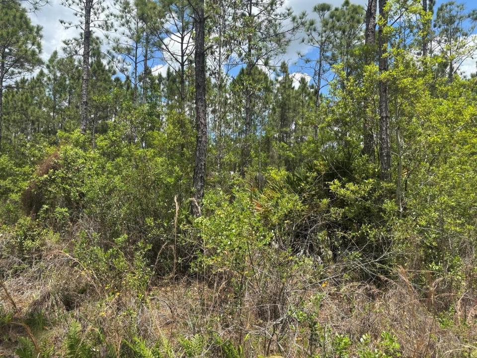 0 Holopaw Groves Road, Floride 34772, États-Unis