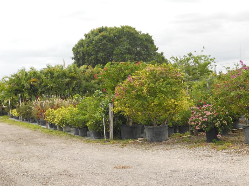 0000 Boynton Beach Blvd, Boynton Beach, Florida 33472, Stati Uniti
