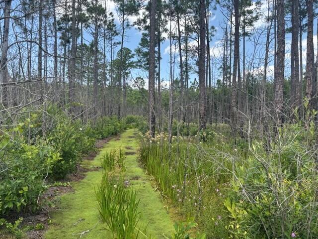 0 Holopaw Groves Road, Floryda 34772, USA