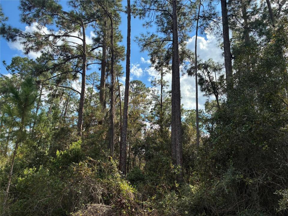 Lot 15 Park Avenue, Florida 33855, USA