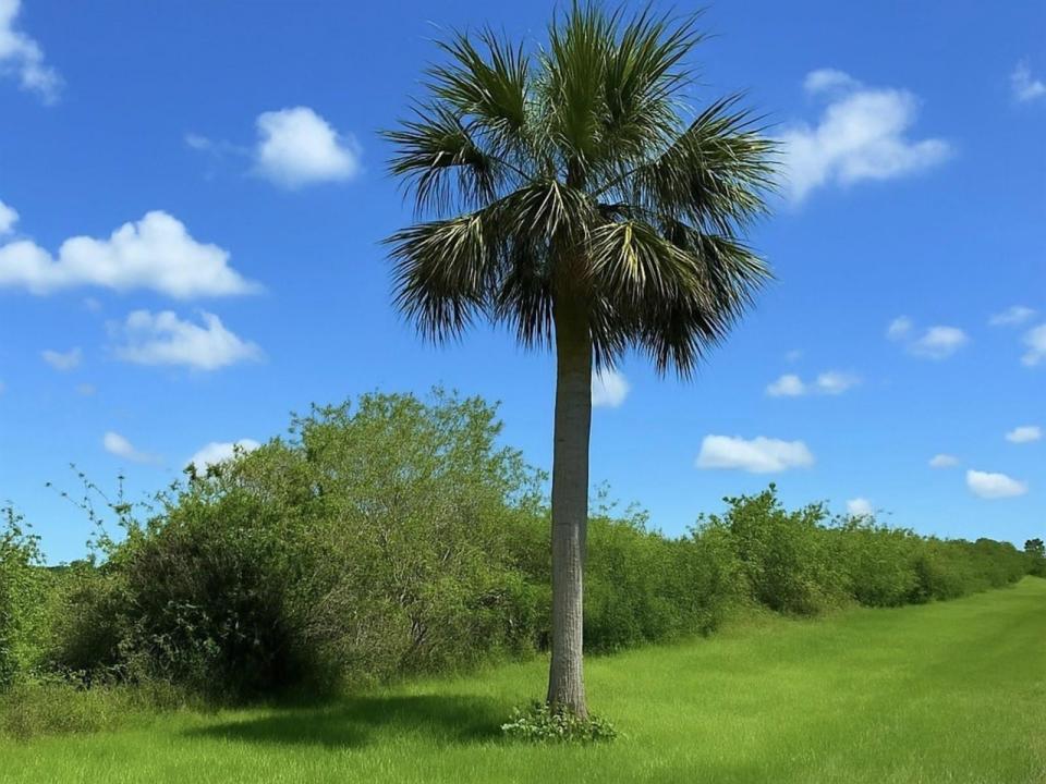 6617 SE 26th Trail, Okeechobee, Floride 34974, États-Unis
