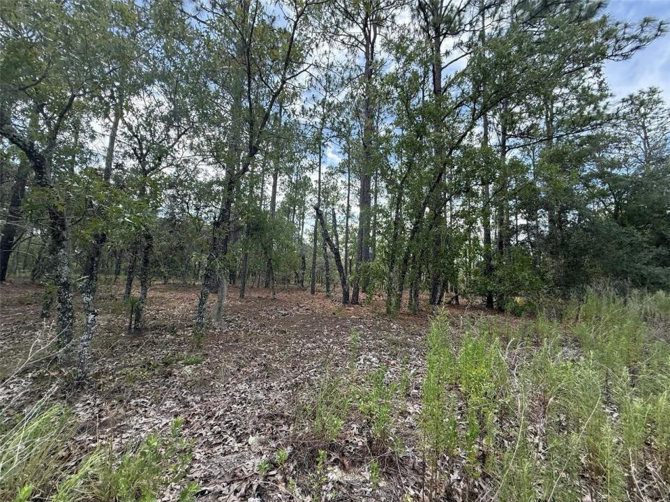 Tbd NW Tree Top Road, Florida 34431, USA