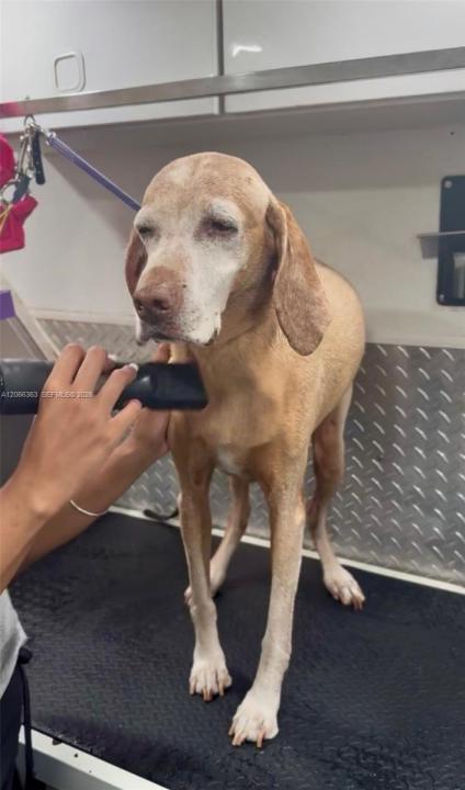 Mobile Pet Grooming, Miami, Floride 33134, États-Unis