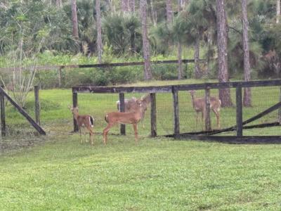 5637 COUGARS PROWL, Lake Worth, Флорида 33449, Соединенные Штаты
