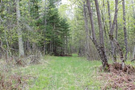 TBD County Road 19, Deer River, 明尼蘇達州 56636, 美國