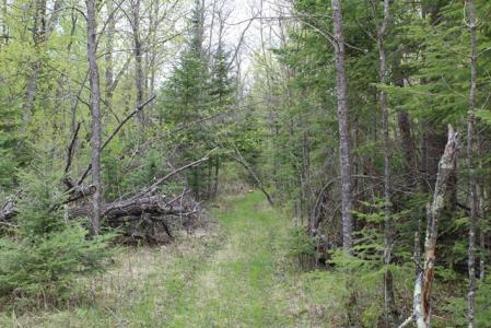 TBD County Road 19, Deer River, 明尼蘇達州 56636, 美國