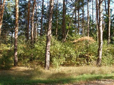 10412 Mountain View Trail lot 378, Canadian Lakes, 密西根州 49346, 美國