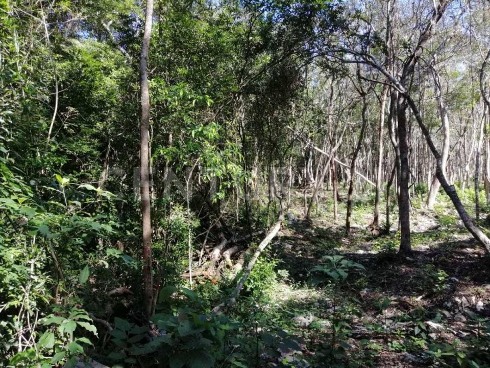 Land For Sale, carretera tulum coba Kilómetro 10, Tulum Quintana Roo