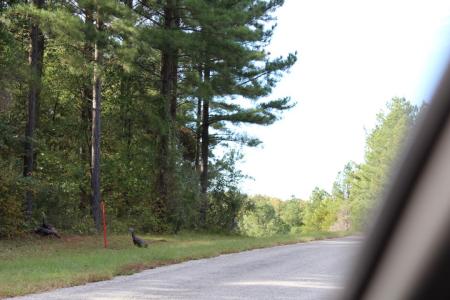 Parrish Ridge Rd Lot 405, Goreville, Illinois 62939, Estados Unidos