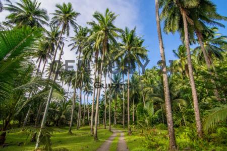 Low Wood (Lowood), Guyana
