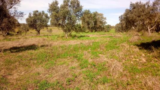 Alvito, Beja 7921-908, Portugal