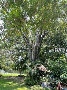 Venta de Finca con gran jardín en Atlixco, 4,132 m2., San Diego Acapulco, Puebla .,, Atlixco, Puebla 74201, Messico
