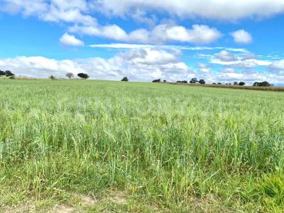 TERRENO HABITACIONAL  SAN JOSE CHIAPA, PUEBLA 0,, San José Chiapa, Puebla 75010, Mexique