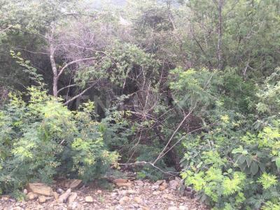 Mirador del Bosque, Sector 10 #17,, Monterrey, Nuevo León 64989, Messico