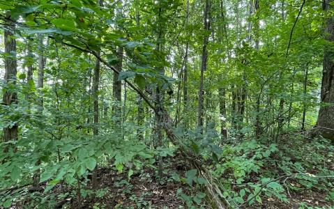 Lot 19 Bear Trail, Hiawassee, 喬治亞州 30546, 美國
