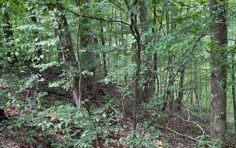 Lot 19 Bear Trail, Hiawassee, 喬治亞州 30546, 美國
