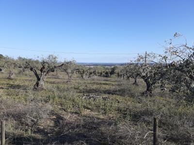 Reguengos De Monsaraz, Evora 7200-081, Portugalia