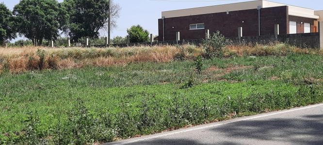 Vagos, Aveiro 3840-304, Portugal