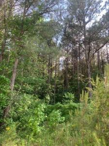 0 Gastonbury Way, Cohutta, Georgia 30710, Estados Unidos