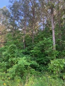 0 Gastonbury Way, Cohutta, Georgia 30710, Estados Unidos