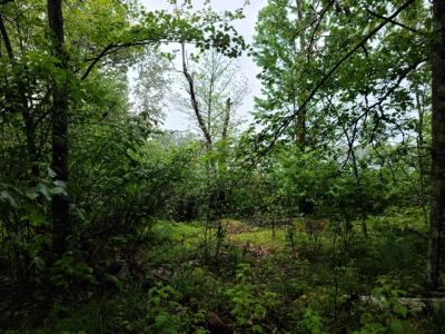 XXX N White Swan Lake Rd, Bigfork, מינסוטה 56628, ארצות הברית של אמריקה 