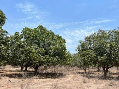Tecuala, נאיאריט 63440, מקסיקו 