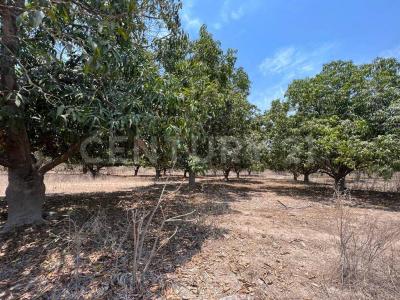 Tecuala, נאיאריט 63440, מקסיקו
