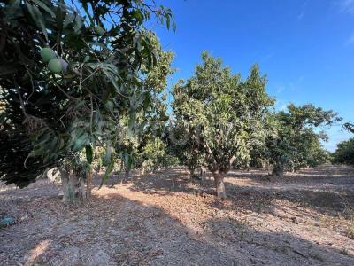 Tecuala, נאיאריט 63440, מקסיקו