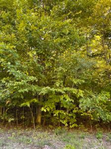 Deerfield Drive, Grayling, Michigan 49738