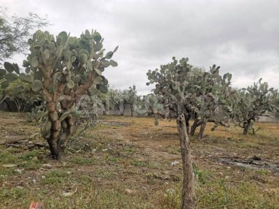 Villa Hidalgo, 圣路易斯波托西 78960, 墨西哥