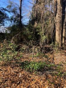 LT 2 TBD Lewis St, Henderson, 得克萨斯州 75652, 美国