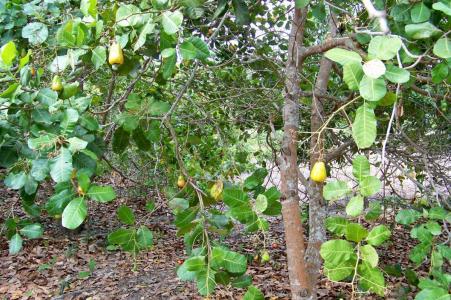 Belize District, Belize District 00001, Bélize