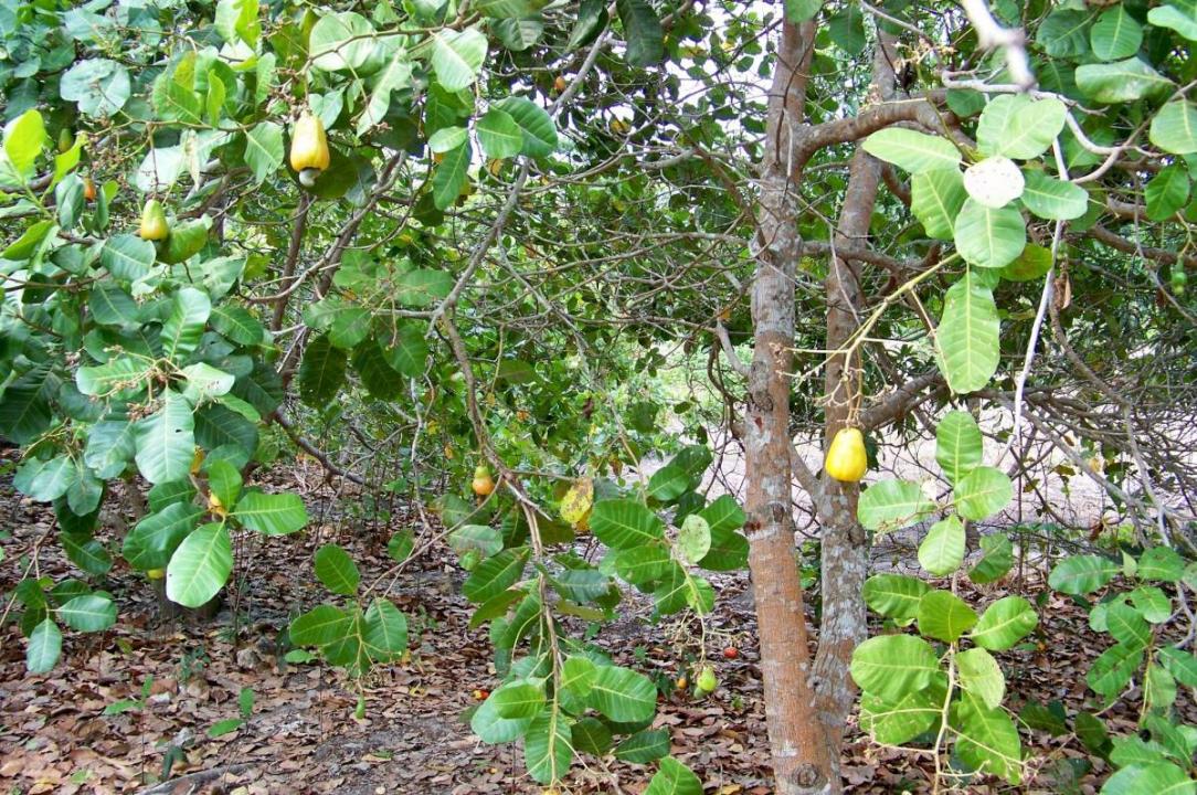 Belize District, Belize District 00001, בליז 