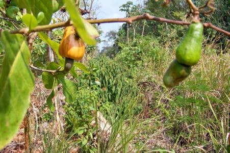 Belize District, Belize District 00001, בליז 