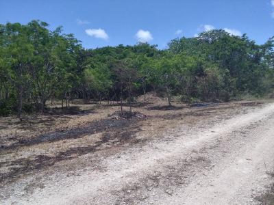 Sarteneja Village, Corozal 00001, Belize