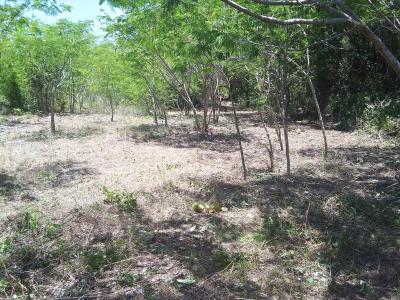 Sarteneja Village, Corozal 00001, Belize