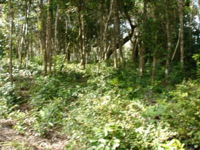 Progresso, Corozal 00001, Belice