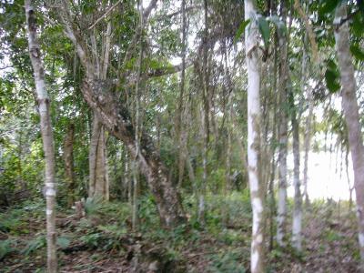 Progresso, Corozal 00001, Belice