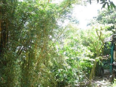 Dominical Aguirre, بونتاريناس 00001, كوستاريكا 