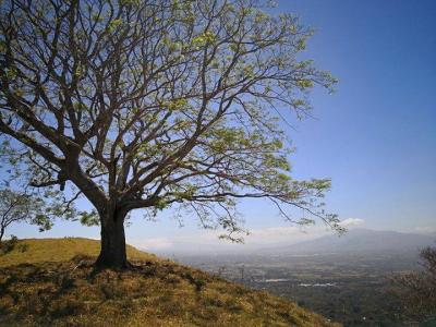 Rosario Naranjo, Alajuela 00001, Costa Rica