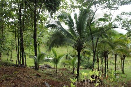 Mogos Sierpe Osa, Puntarenas 00001, Costa Rica