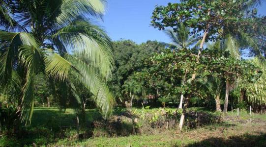 Puerto Jiménez Puerto Jiménez Golfito, Puntarenas 00001, Kostaryka